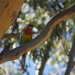 Platycercus eximius (Eastern Rosella) at Aranda, ACT - 18 Feb 2018 by Tammy