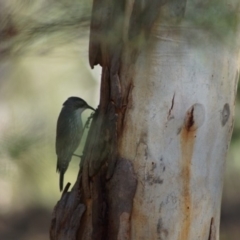 Cormobates leucophaea (White-throated Treecreeper) at Cook, ACT - 17 Feb 2018 by Tammy