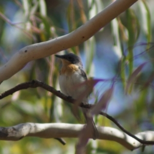 Myiagra rubecula at Aranda, ACT - 17 Feb 2018 10:58 AM