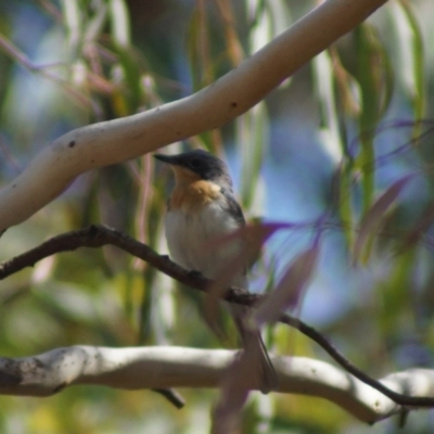 Myiagra rubecula (Leaden Flycatcher) at Aranda, ACT - 17 Feb 2018 by Tammy