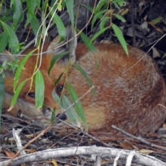 Vulpes vulpes (Red Fox) at Jerrabomberra Wetlands - 19 Feb 2018 by RodDeb