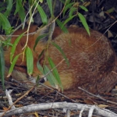 Vulpes vulpes at Fyshwick, ACT - 19 Feb 2018