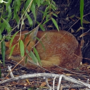 Vulpes vulpes at Fyshwick, ACT - 19 Feb 2018