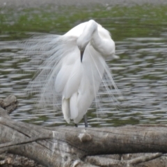 Ardea alba at Fyshwick, ACT - 19 Feb 2018 12:05 PM