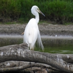 Ardea alba at Fyshwick, ACT - 19 Feb 2018