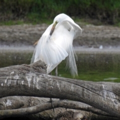 Ardea alba at Fyshwick, ACT - 19 Feb 2018 12:05 PM