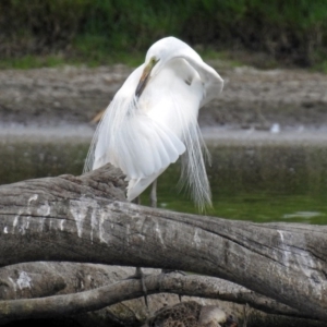 Ardea alba at Fyshwick, ACT - 19 Feb 2018 12:05 PM