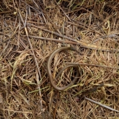 Delma impar (Striped Legless-lizard) at Symonston, ACT - 25 Oct 2017 by samreid007