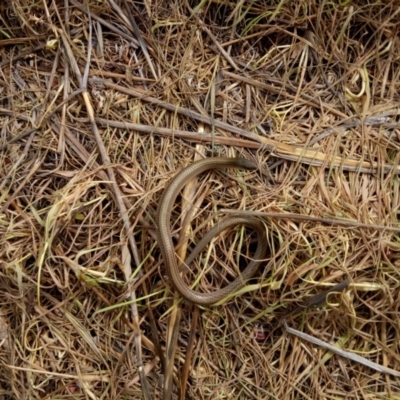 Delma impar (Striped Legless-lizard) at Symonston, ACT - 25 Oct 2017 by samreid007