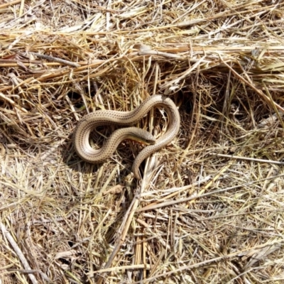 Delma impar (Striped Legless-lizard) at Symonston, ACT - 2 Nov 2017 by samreid007