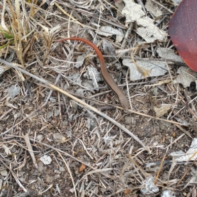 Morethia boulengeri (Boulenger's Skink) at Callum Brae - 19 Feb 2018 by nath_kay