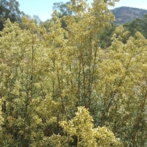 Cassinia quinquefaria at Farrer, ACT - 20 Feb 2018