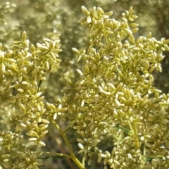 Cassinia quinquefaria at Farrer, ACT - 20 Feb 2018 03:50 PM