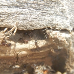 Papyrius nitidus (Shining Coconut Ant) at Symonston, ACT - 20 Feb 2018 by MichaelMulvaney