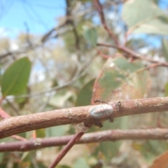 Papyrius nitidus at Symonston, ACT - 20 Feb 2018