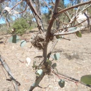 Papyrius nitidus at Symonston, ACT - 20 Feb 2018