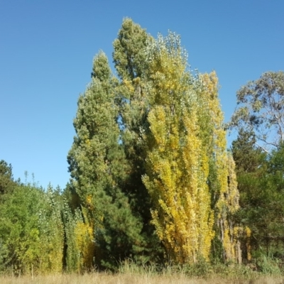 Populus nigra (Lombardy Poplar) at Isaacs, ACT - 20 Feb 2018 by Mike