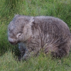 Vombatus ursinus (Common wombat, Bare-nosed Wombat) at Rob Roy Range - 3 Feb 2018 by michaelb