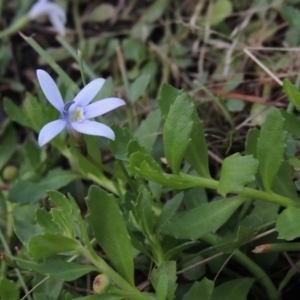 Isotoma fluviatilis subsp. australis at Conder, ACT - 3 Feb 2018 08:44 PM