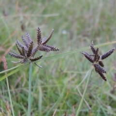 Cyperus sanguinolentus (A Sedge) at Rob Roy Range - 3 Feb 2018 by MichaelBedingfield