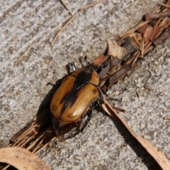 Chondropyga dorsalis (Cowboy beetle) at Hawker, ACT - 29 Jan 2018 by Alison Milton