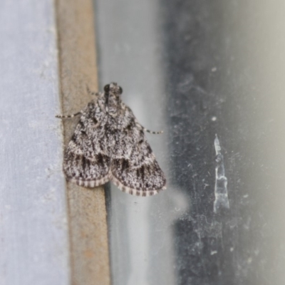 Spectrotrota fimbrialis (A Pyralid moth) at Higgins, ACT - 19 Feb 2018 by AlisonMilton