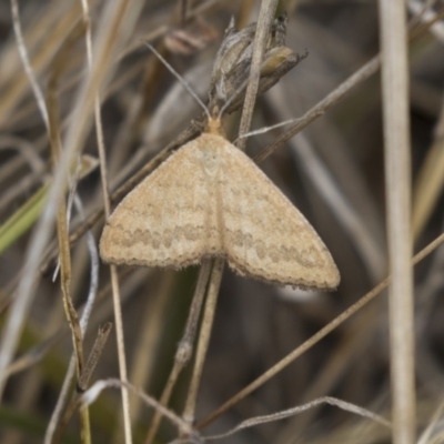 Scopula rubraria (Reddish Wave, Plantain Moth) at Hawker, ACT - 20 Feb 2018 by Alison Milton