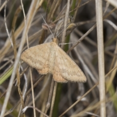 Scopula rubraria at Hawker, ACT - 20 Feb 2018 12:21 PM