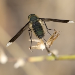 Comptosia apicalis (A bee fly) at The Pinnacle - 20 Feb 2018 by Alison Milton