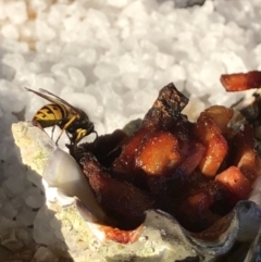 Vespula germanica (European wasp) at City Renewal Authority Area - 20 Feb 2018 by AaronClausen