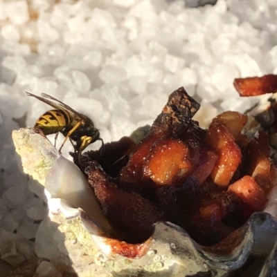 Vespula germanica (European Wasp, German Yellowjacket Wasp) at Braddon, ACT - 20 Feb 2018 by AaronClausen