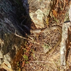 Pseudonaja textilis (Eastern Brown Snake) at Fadden, ACT - 20 Feb 2018 by Jek