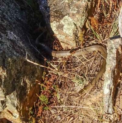 Pseudonaja textilis (Eastern Brown Snake) at Fadden, ACT - 20 Feb 2018 by Jek
