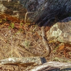 Pseudonaja textilis at Fadden, ACT - 20 Feb 2018 04:27 PM