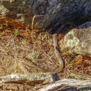 Pseudonaja textilis at Fadden, ACT - 20 Feb 2018 04:27 PM