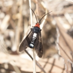 Hestiochora furcata (A zygaenid moth) at The Pinnacle - 20 Feb 2018 by AlisonMilton