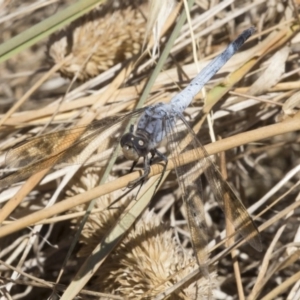 Orthetrum caledonicum at Hawker, ACT - 20 Feb 2018 02:38 PM