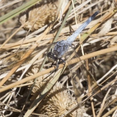 Orthetrum caledonicum (Blue Skimmer) at Hawker, ACT - 20 Feb 2018 by Alison Milton