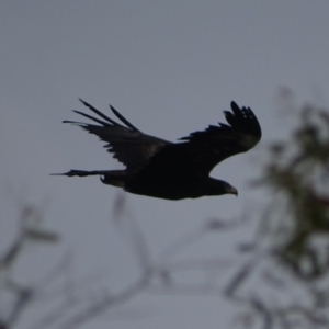 Aquila audax at Red Hill, ACT - 19 Feb 2018 04:58 PM