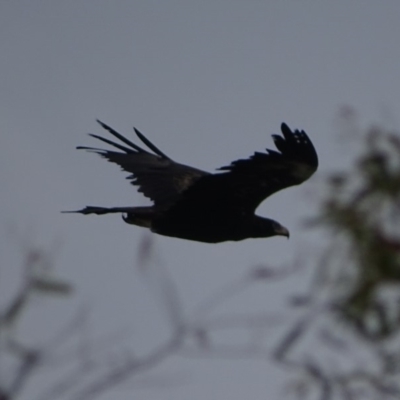 Aquila audax (Wedge-tailed Eagle) at Red Hill Nature Reserve - 19 Feb 2018 by roymcd
