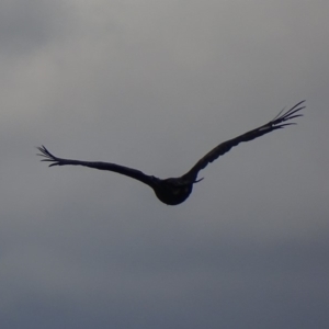 Aquila audax at Red Hill, ACT - 19 Feb 2018 04:58 PM