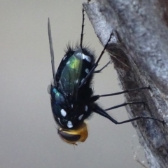 Rutilia (Ameniamima) argentifera (A Bristle fly) at Red Hill Nature Reserve - 18 Feb 2018 by roymcd