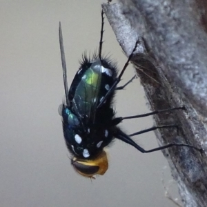 Rutilia (Ameniamima) argentifera at Garran, ACT - 18 Feb 2018 06:17 PM