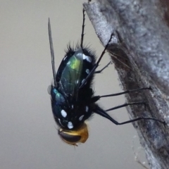 Rutilia (Ameniamima) argentifera (A Bristle fly) at Garran, ACT - 18 Feb 2018 by roymcd