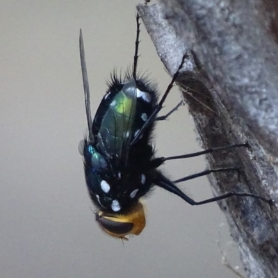 Rutilia (Ameniamima) argentifera (A Bristle fly) at Red Hill Nature Reserve - 18 Feb 2018 by roymcd