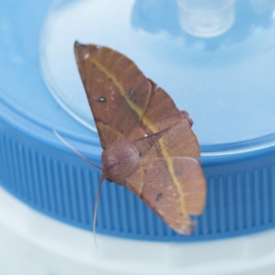 Oenochroma vinaria (Pink-bellied Moth, Hakea Wine Moth) at Higgins, ACT - 20 Feb 2018 by Alison Milton