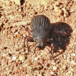 Amycterus abnormis at Molonglo River Reserve - 20 Feb 2018