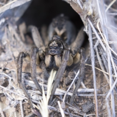 Tasmanicosa godeffroyi (Garden Wolf Spider) at Dunlop, ACT - 20 Feb 2018 by AlisonMilton