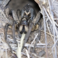 Tasmanicosa godeffroyi at Dunlop, ACT - 20 Feb 2018 01:07 PM