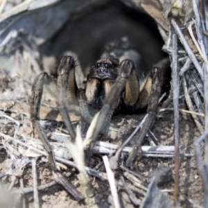 Tasmanicosa godeffroyi at Dunlop, ACT - 20 Feb 2018 01:07 PM